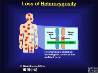 英语热词 | 杂交原始人基因多样的杂合性 Heterozygosity