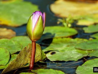 中华思想文化术语 | 芙蓉出水 Lotus Rising Out of Water