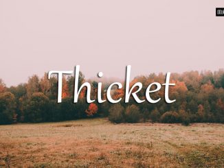 小词详解 | thicket